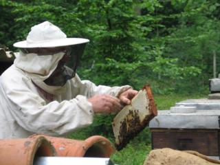 Neue BSV – Wichtigstes Ziel ist die Bienengesundheit