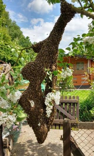 Bienenschwarm-Notruftelefon: 0177 / 16 711 75