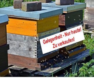 Bienenkauf: Nur von bekannten Imkern – nicht aus dem Ausland!