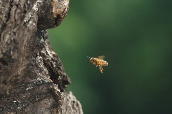 „Tagebuch einer Biene“ – zusätzlicher Vorführtermin