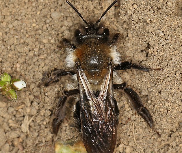 Keine Gefahr durch Wildbienen