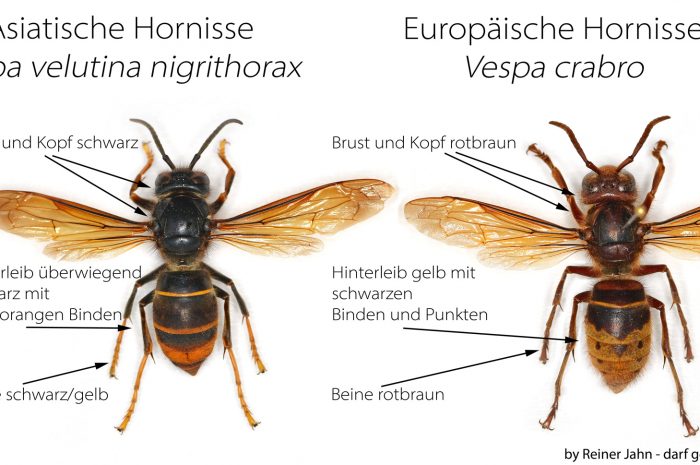 Asiatische Hornisse erkennen und melden