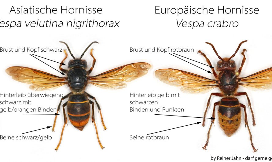 Asiatische Hornisse erkennen und melden